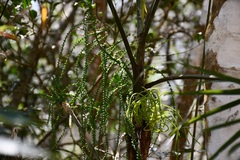Chamaedorea glaucifolia