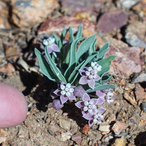 Image of Asclepias uncialis by (c) Andrew Tree, some rights reserved (CC BY)