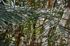 Chamaedorea glaucifolia