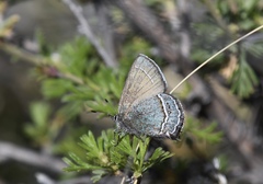 Callophrys mcfarlandi