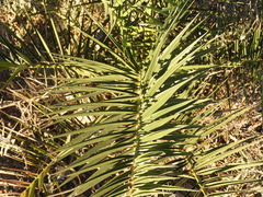 Phoenix dactylifera