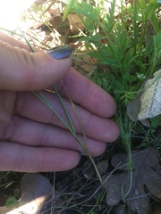 Festuca microstachys