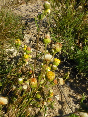 Nidorella pinnatifida