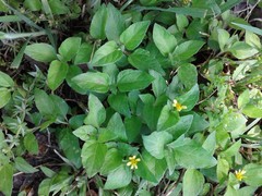 Calyptocarpus vialis