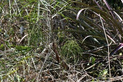 Chamaedorea glaucifolia