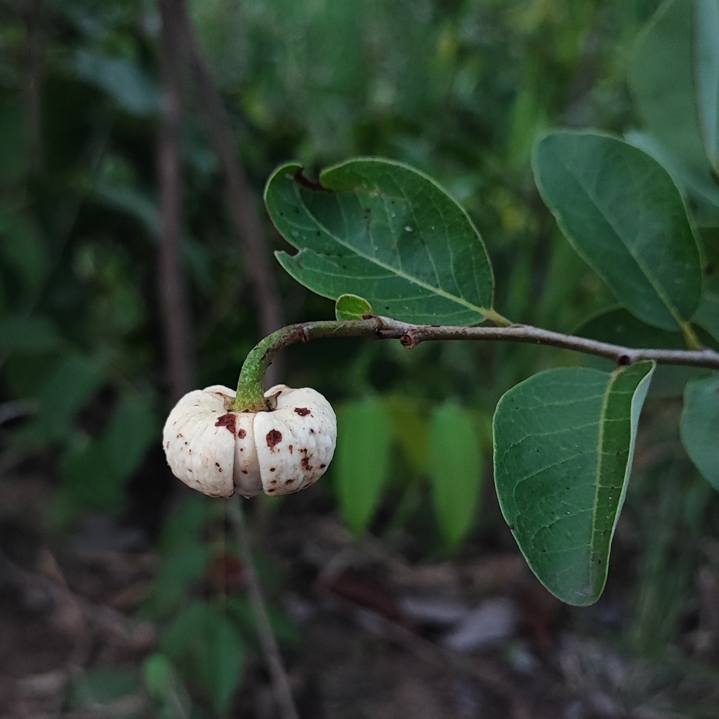 Annona cornifolia