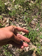 Festuca microstachys