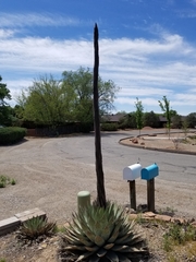 Agave