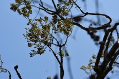 Pittocaulon velatum