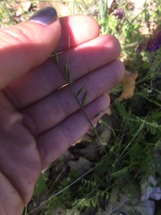 Festuca microstachys