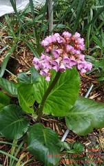 Bergenia crassifolia