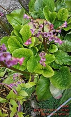 Bergenia crassifolia