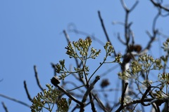 Pittocaulon velatum