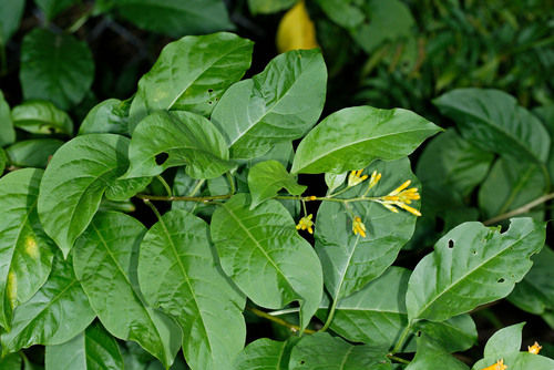Cestrum aurantiacum