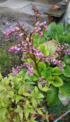 Bergenia crassifolia