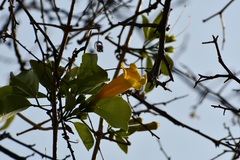 Anemopaegma chrysanthum