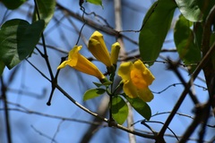 Anemopaegma chrysanthum