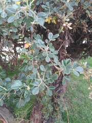 Polylepis pacensis, photograph author not stated, no rights reserved