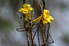 Anemopaegma chrysanthum