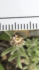 Gamochaeta stagnalis