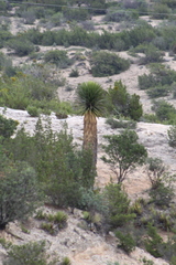 Yucca carnerosana