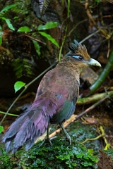 Rufous-Vented Ground-Cuckoo photo 3