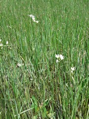 Nothoscordum bivalve