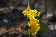 Anemopaegma chrysanthum