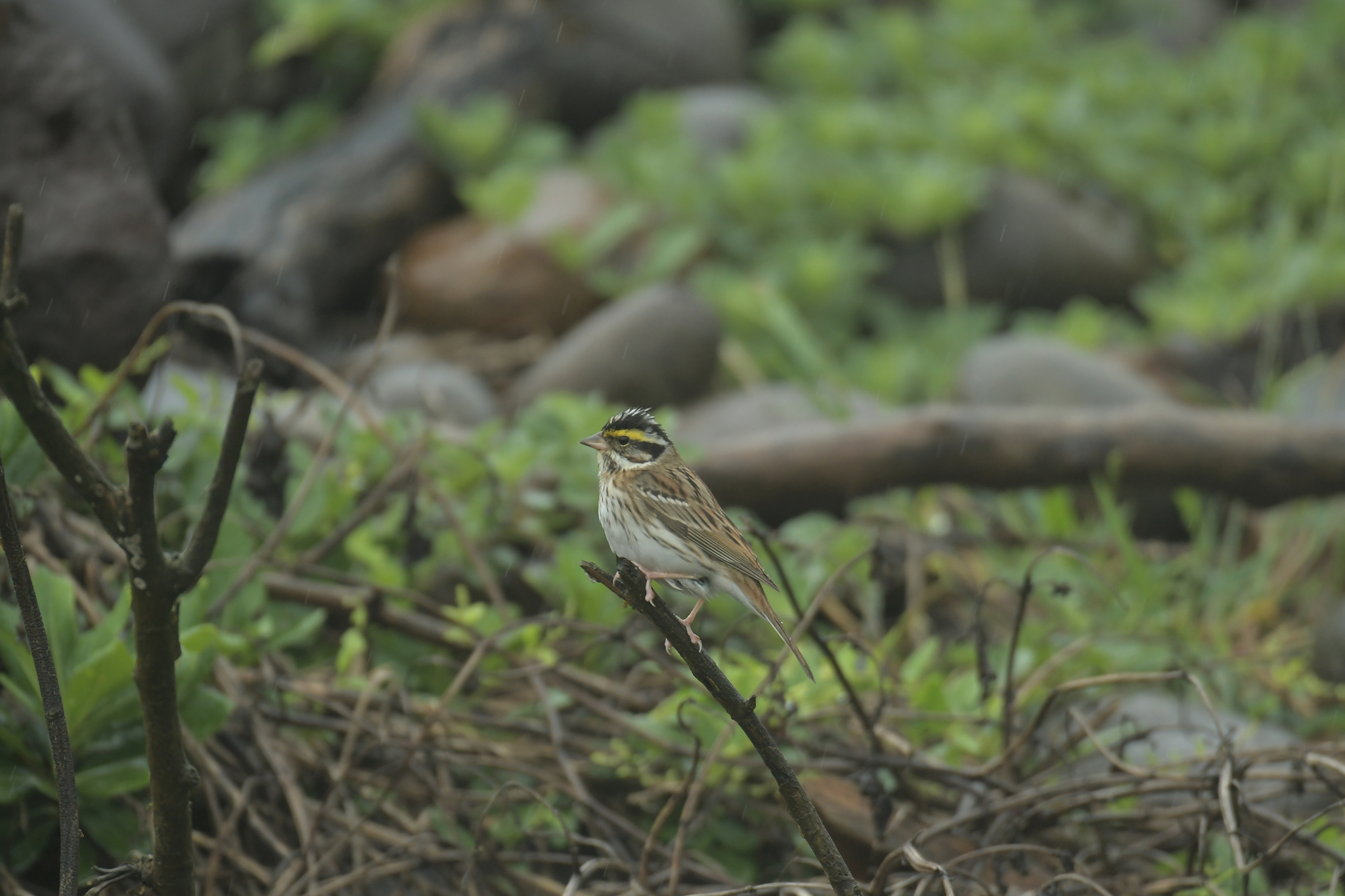 Yellow-browed Bunting