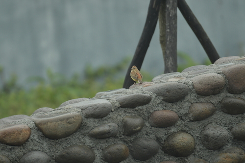 Chestnut Bunting (Emberiza rutila), photo 8