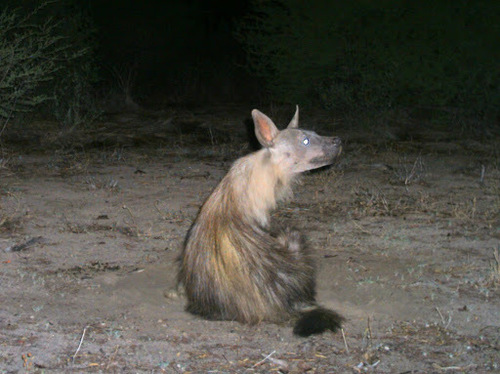 Parahyaena brunnea