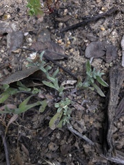 Gamochaeta stagnalis