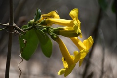 Anemopaegma chrysanthum