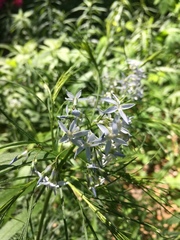 Amsonia tabernaemontana