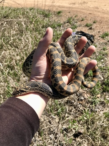 Bullsnake