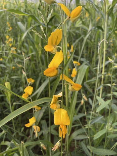 Crotalaria juncea iNat (3)
