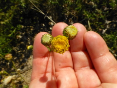 Nidorella pinnatifida