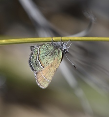 Callophrys mcfarlandi