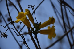 Anemopaegma chrysanthum