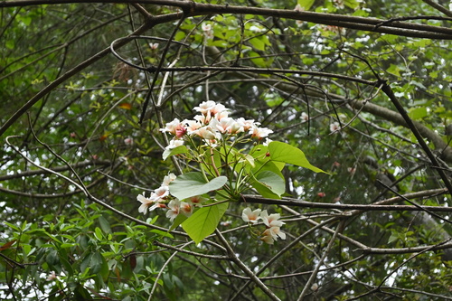 Image of Vernicia fordii by (c) Jody Shugart, some rights reserved (CC BY)