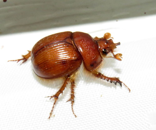Elephastomus howdeni