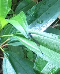 Prodasineura laidlawii