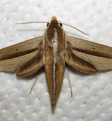 Theretra silhetensis