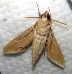 Theretra silhetensis