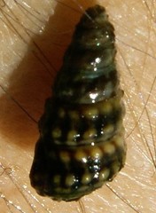 Cerithiidae