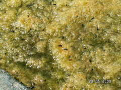Cerithiidae