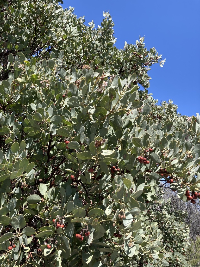 Eastwood's Manzanita from Cleveland National Forest, Pine Valley, CA ...