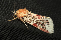 Spodoptera picta