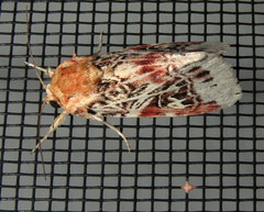Spodoptera picta
