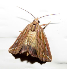 Meyrickella torquesauria